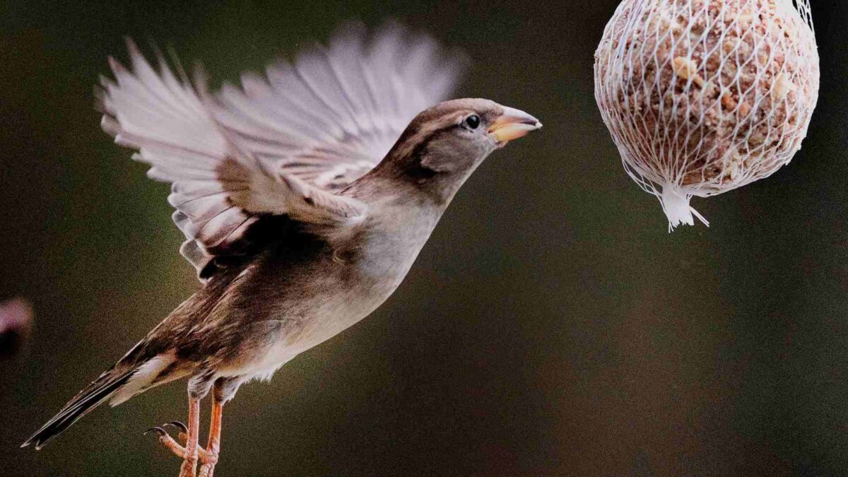 SEO/BirdLife alerta de la pérdida de 30 millones de gorriones en España