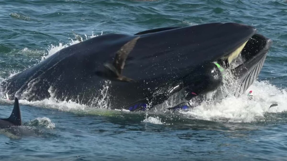 Un buzo logra escapar de la boca de una ballena