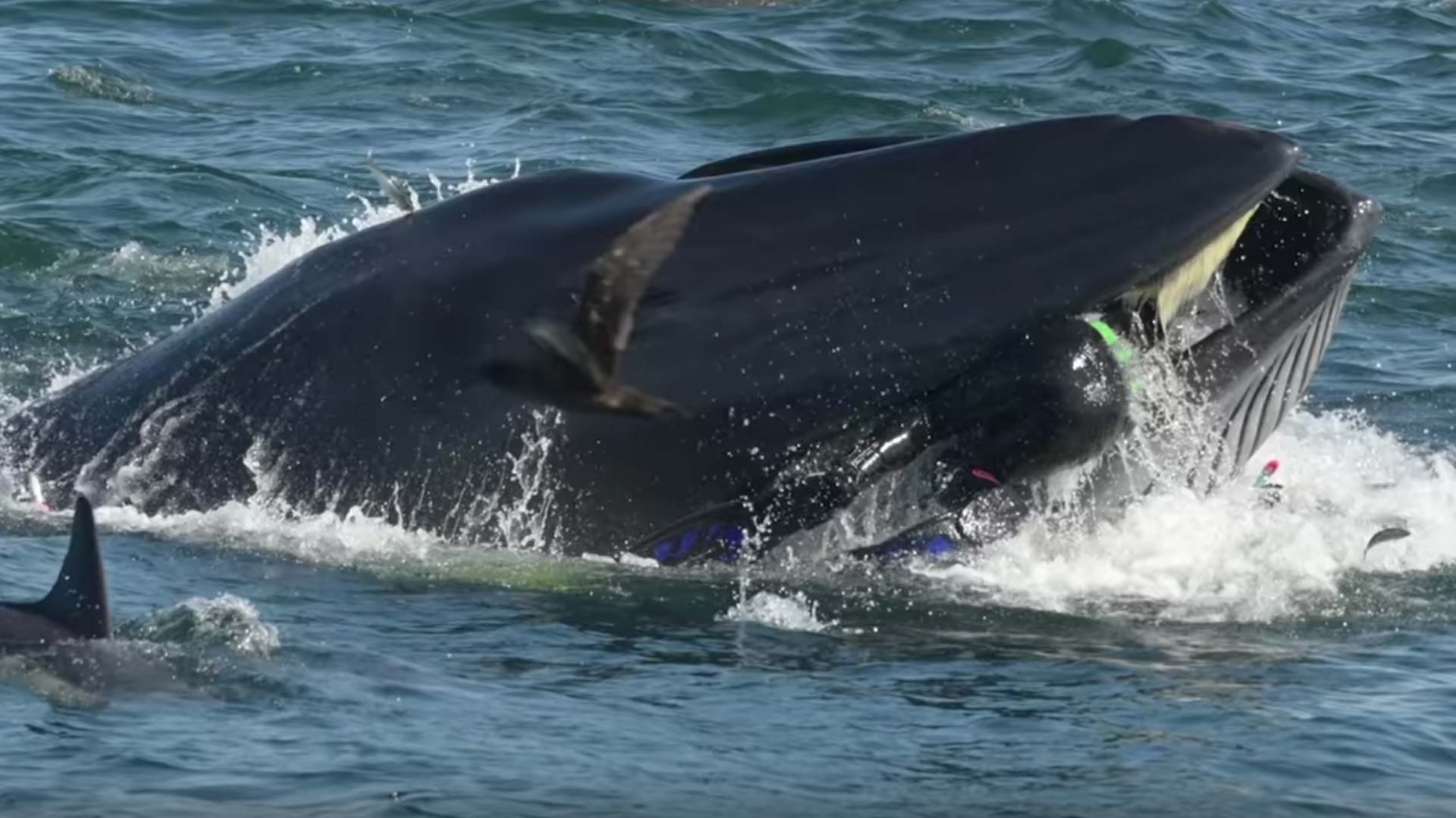 Un buzo logra escapar de la boca de una ballena