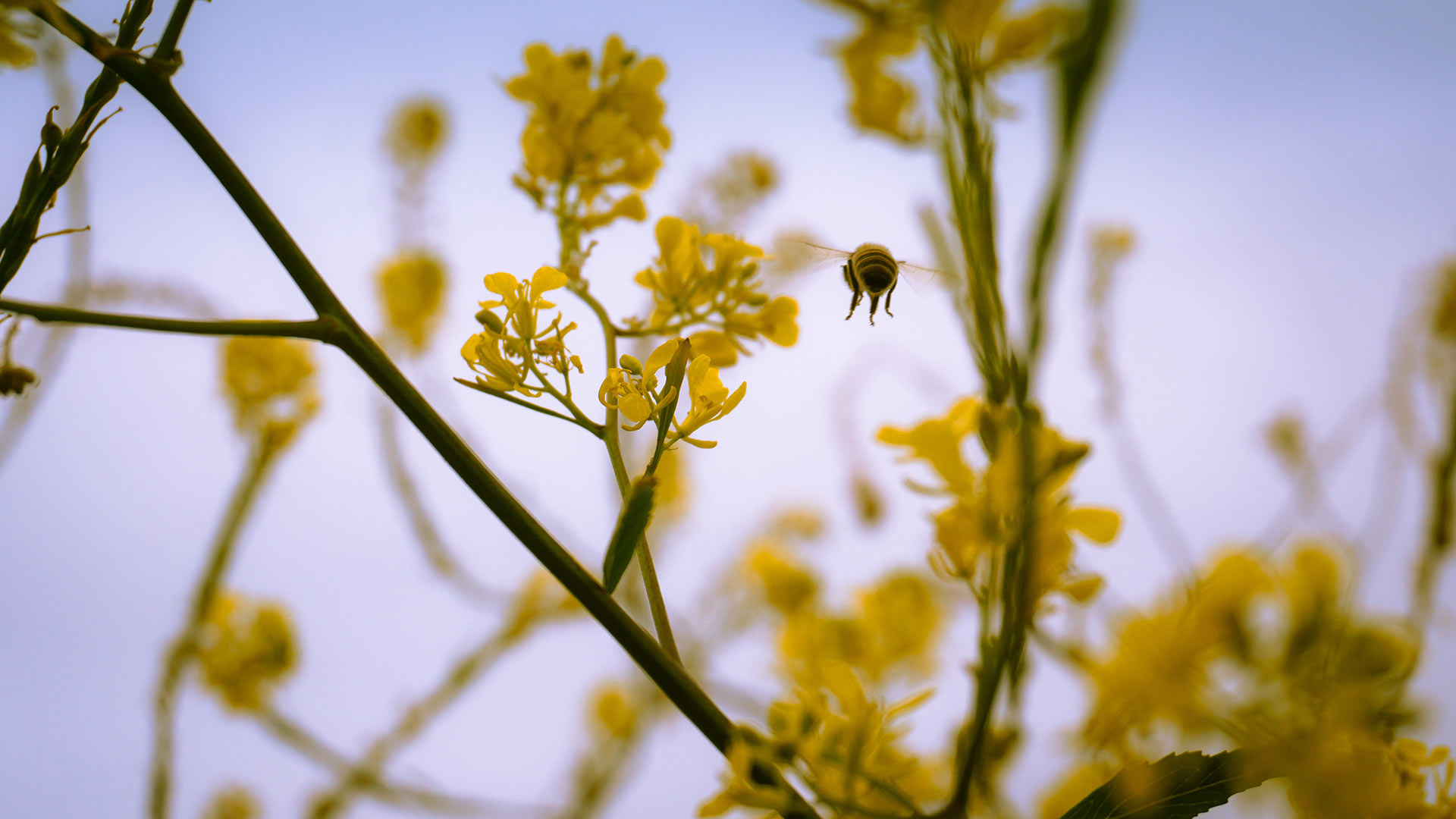 Cinco aplicaciones para sobrevivir a la alergia esta primavera
