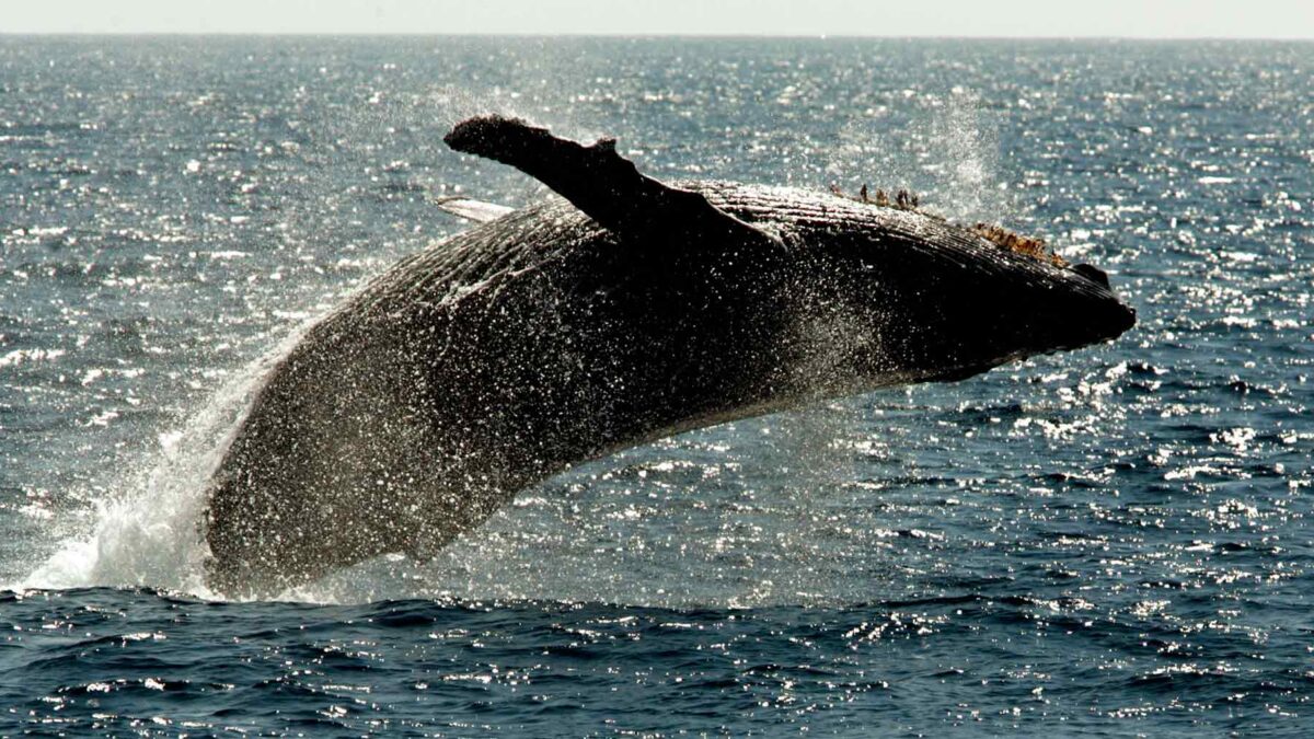 Descubierta en Perú una ballena cuadrúpeda de 42,6 millones de años