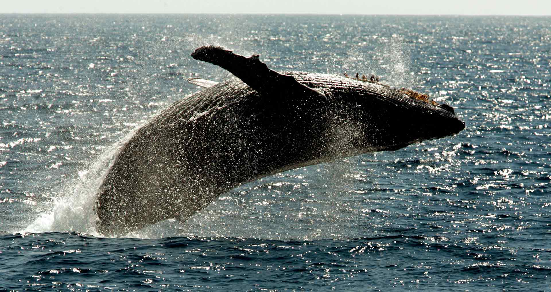Descubierta en Perú una ballena cuadrúpeda de 42,6 millones de años