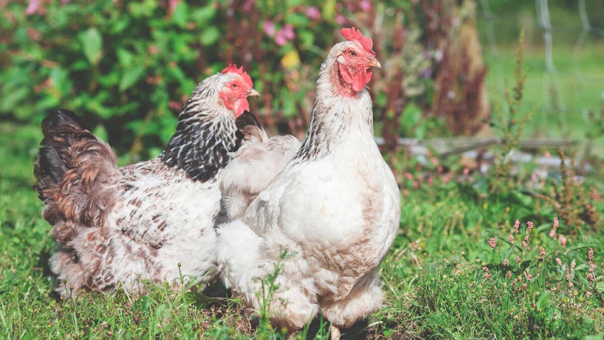 El acoso callejero: así sacan pecho los ‘gallitos’ cuando cacarean en grupo