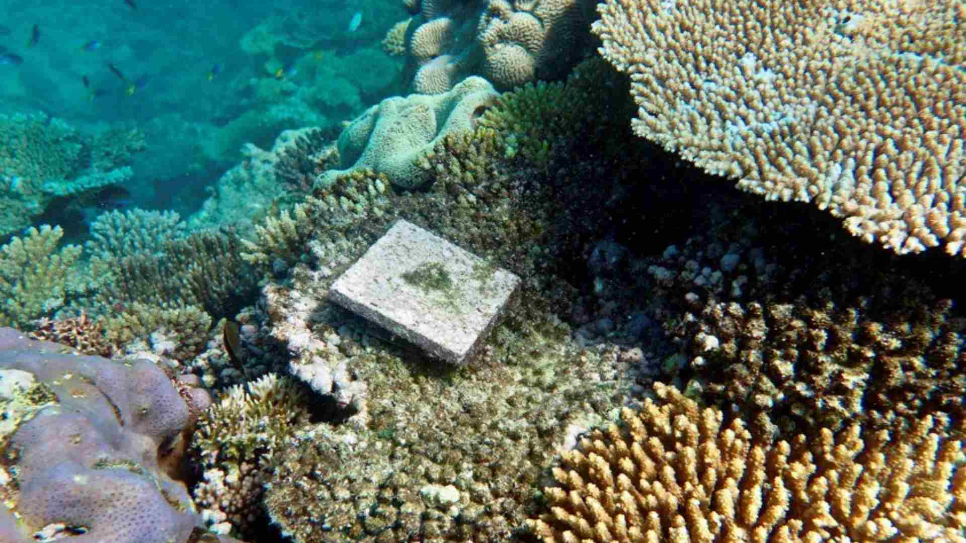 El cambio climático afecta a la recuperación coralina de la Gran Barrera