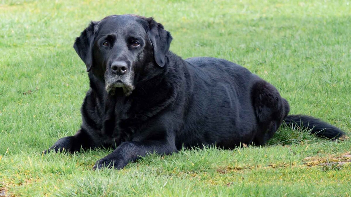 El estrés puede hacer que a tu perro le salgan canas