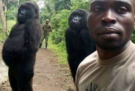 El guardabosques explica cómo se hizo el selfie con los gorilas