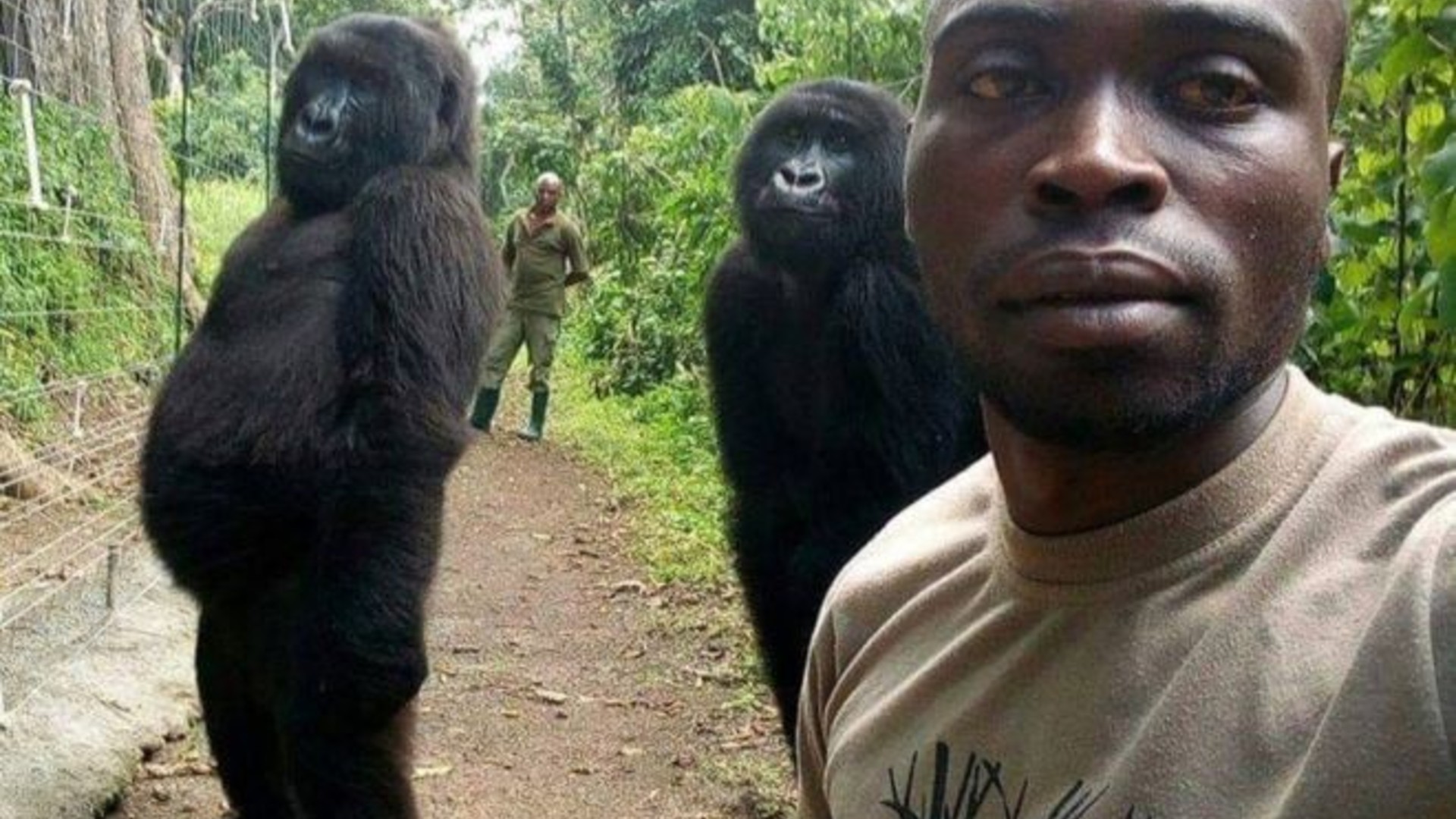 El guardabosques explica cómo se hizo el selfie con los gorilas