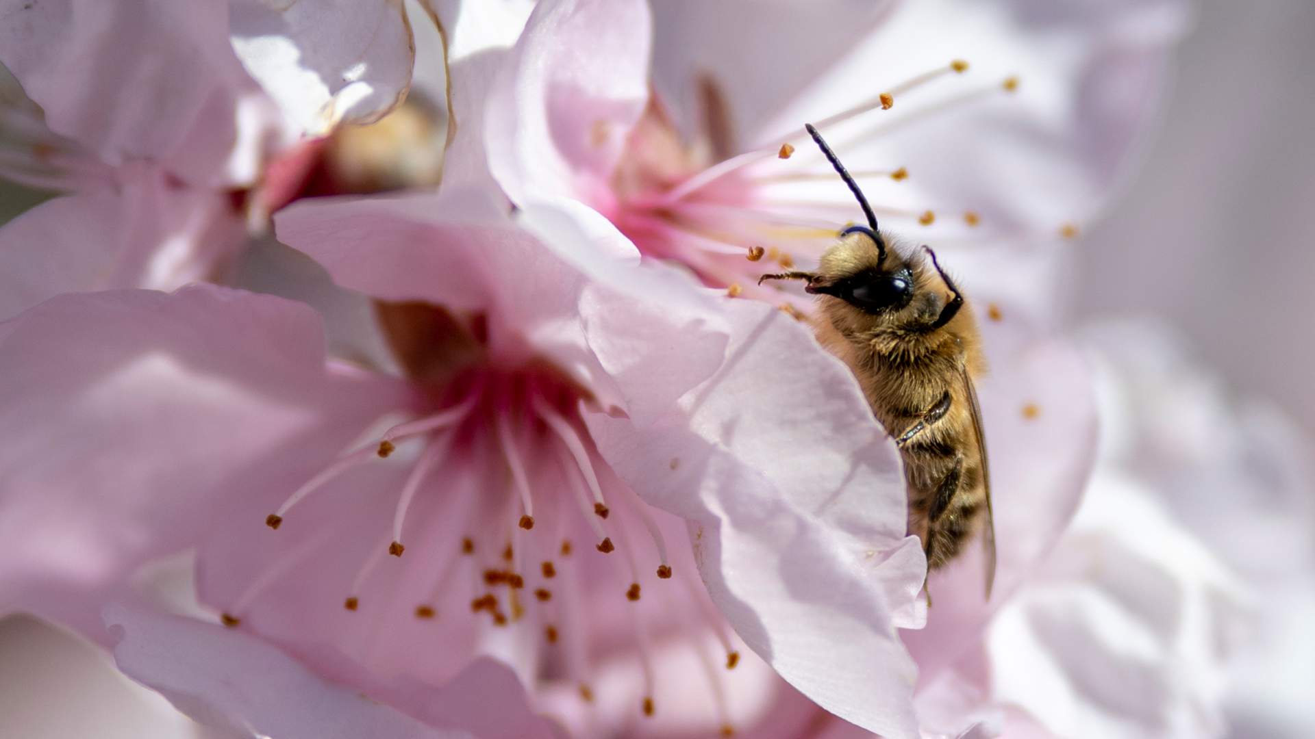 España aborda un plan para evitar el alarmante declive de las abejas