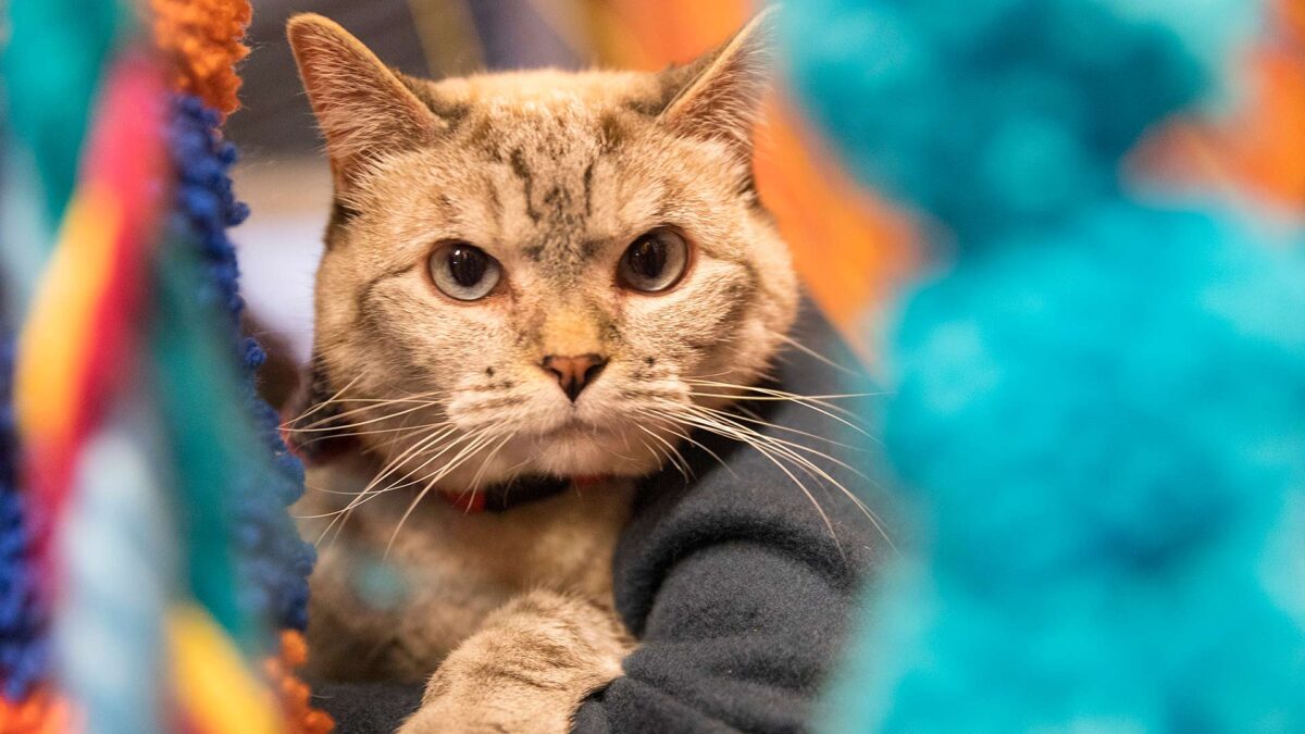 Estados Unidos cierra un «matadero de gatos» para un programa de investigación