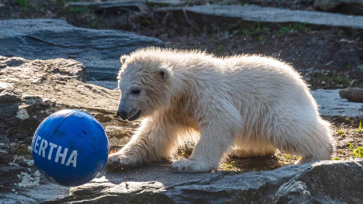 Hertha, ese será el nombre de la cría de oso polar nacida en el zoo de Berlín