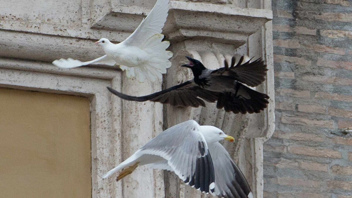 Inglaterra prohibe matar libremente a cuervos, palomas y urracas