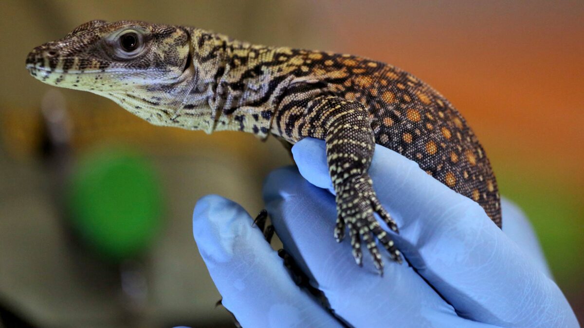 La isla de Komodo cerrará a los turistas por el robo masivo de sus famosos dragones