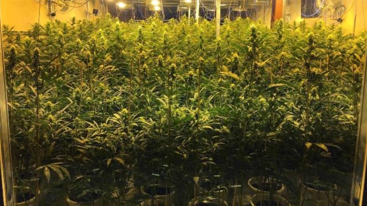 Liberadas 21 personas que estaban esclavizadas para el cultivo de marihuana