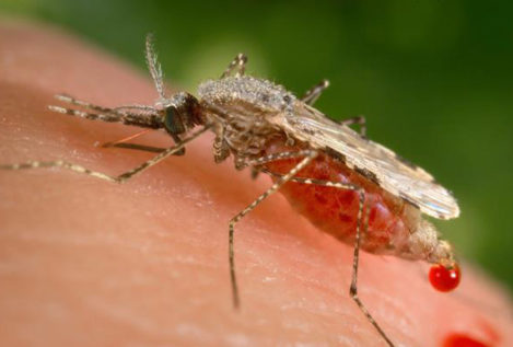 Los casos importados de malaria se duplican en España