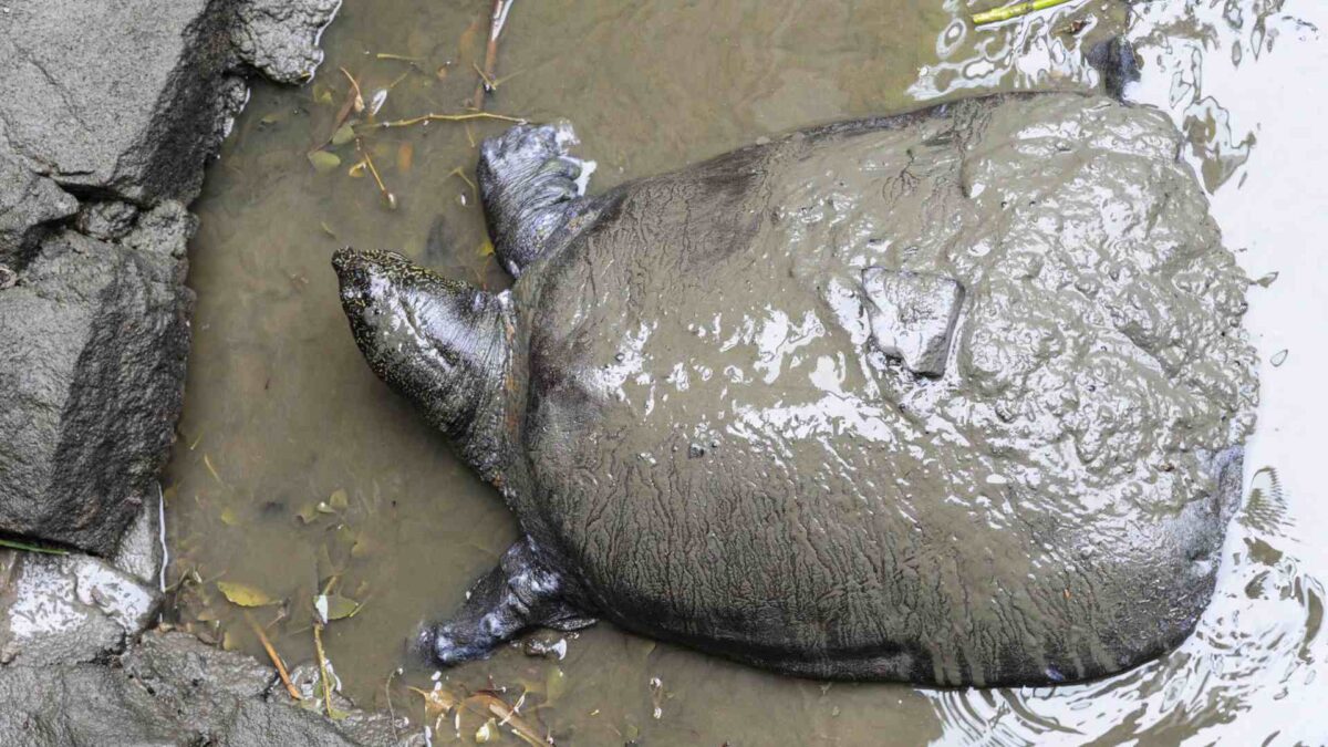 Muere la última hembra de una especie de tortuga en peligro de extinción