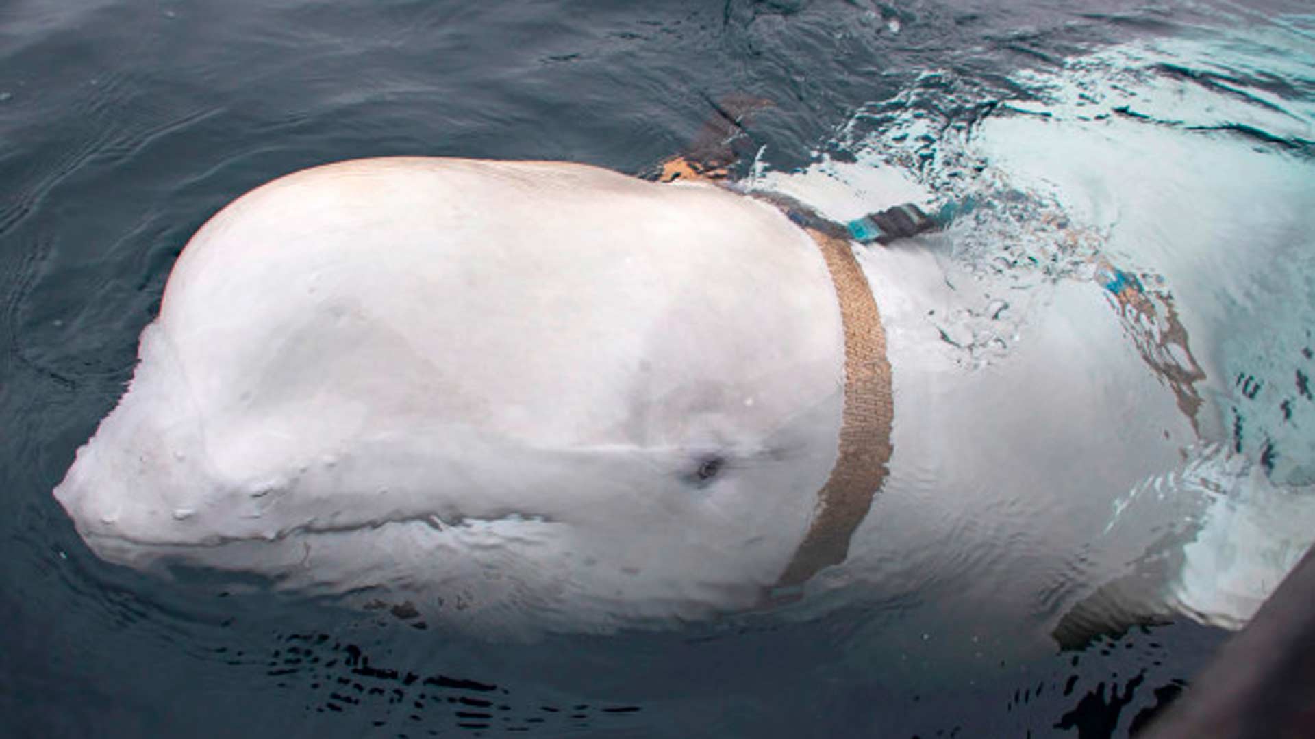 Noruega encuentra una ballena beluga que espiaba para Rusia
