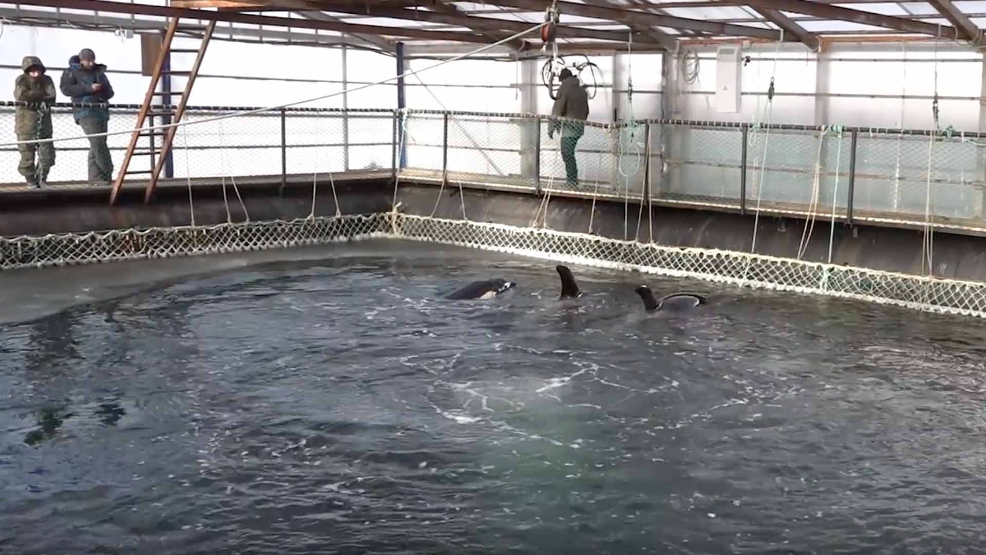 Rusia promete liberar a decenas de orcas y belugas que iban a ser vendidas a parques acuáticos
