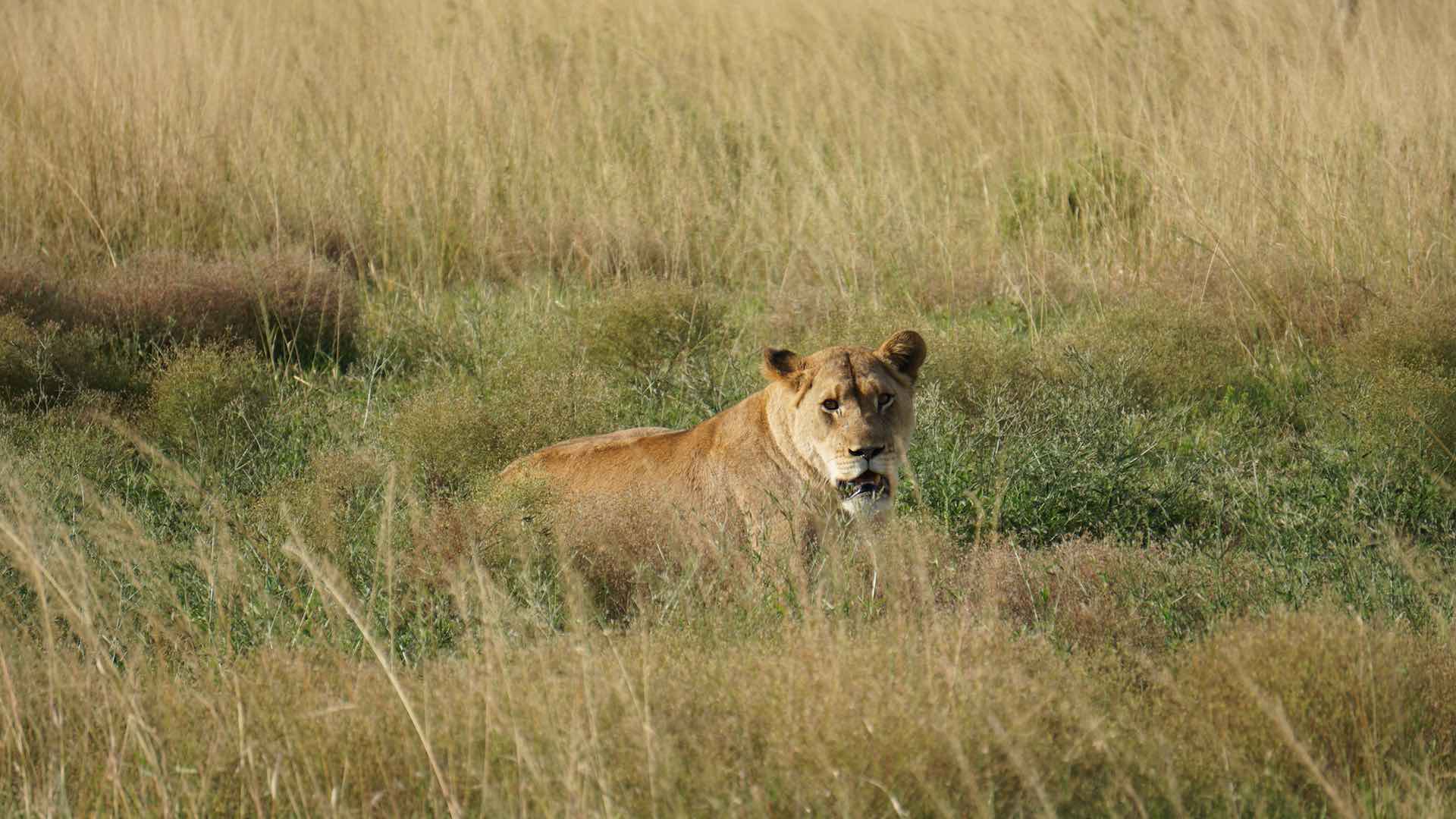 Un elefante mata a un cazador furtivo que acaba devorado por leones en Sudáfrica