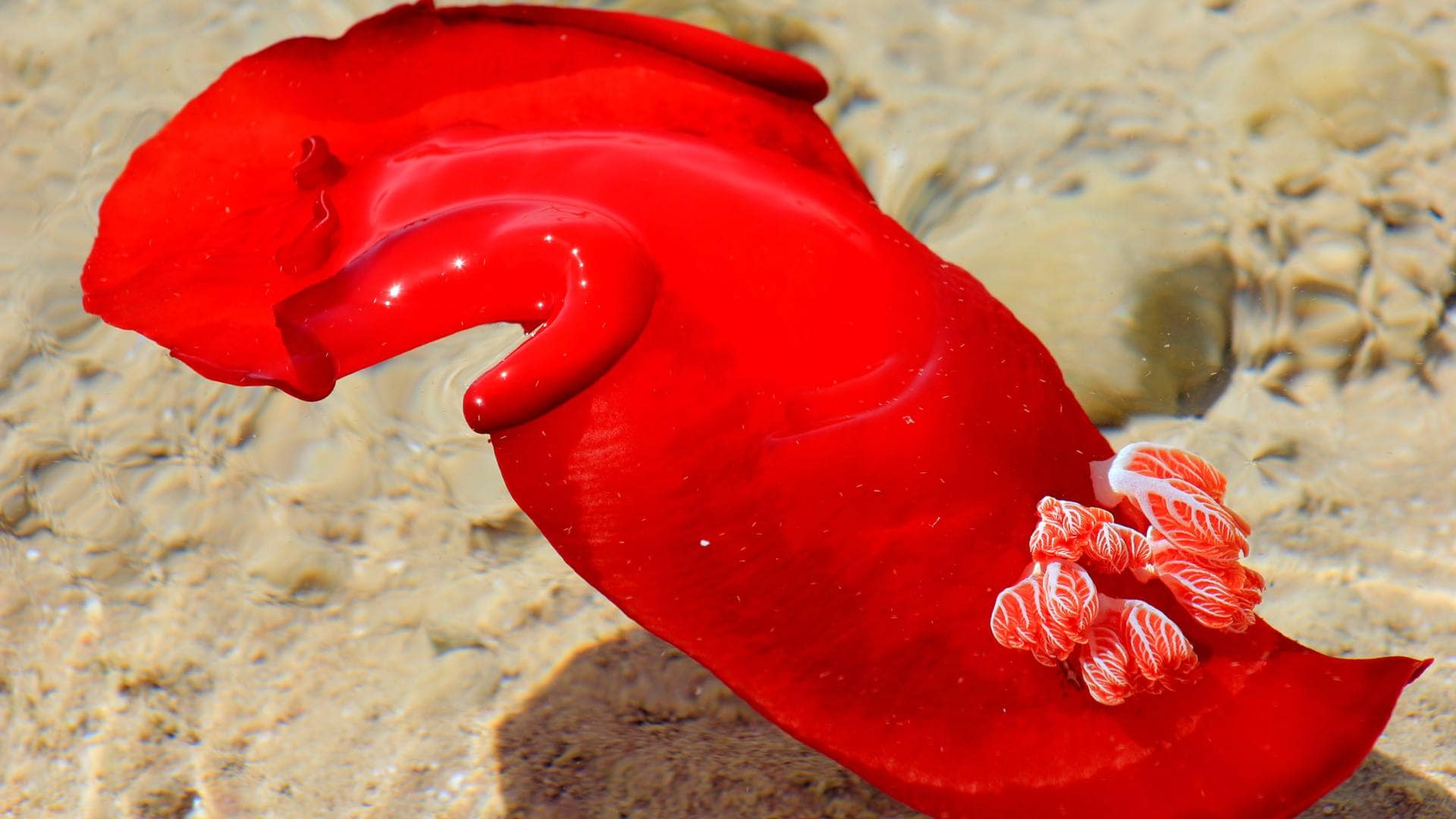 Bailarina Española, una de las babosas de mar más grandes del planeta