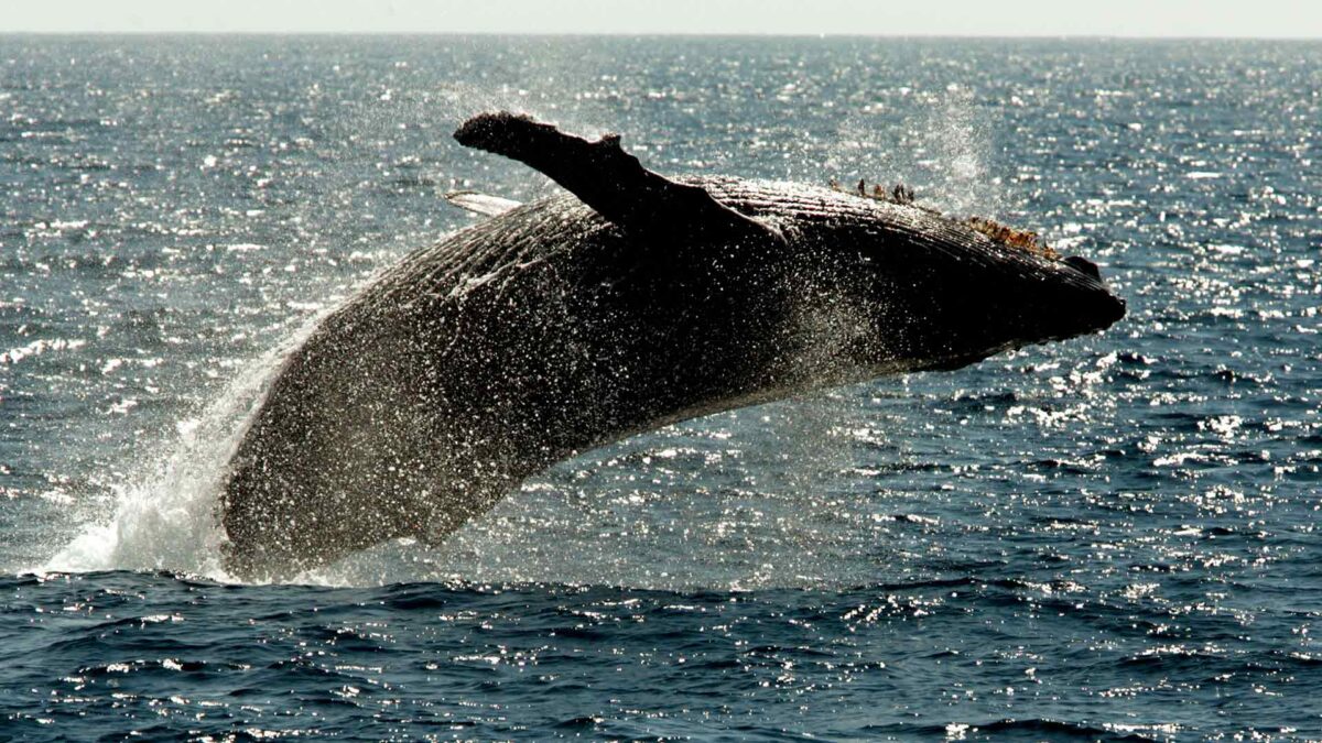 ¿De dónde salieron las ballenas? Los abuelos peatones de Moby Dick