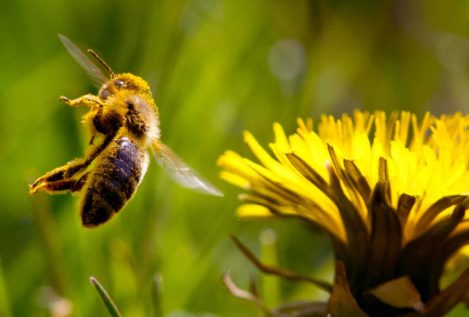 El 37% de las poblaciones de abejas en Europa, fundamentales para la polinización, está desapareciendo