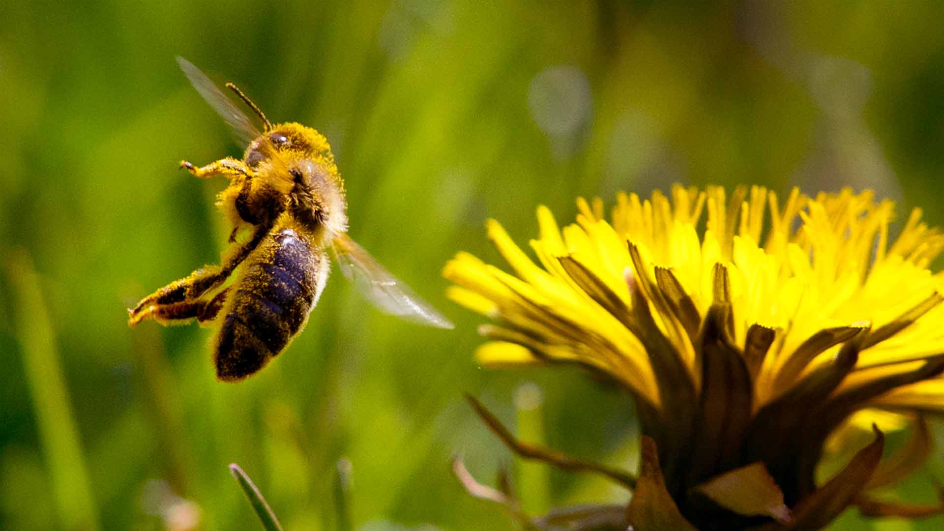 El 37% de las poblaciones de abejas en Europa, fundamentales para la polinización, está desapareciendo