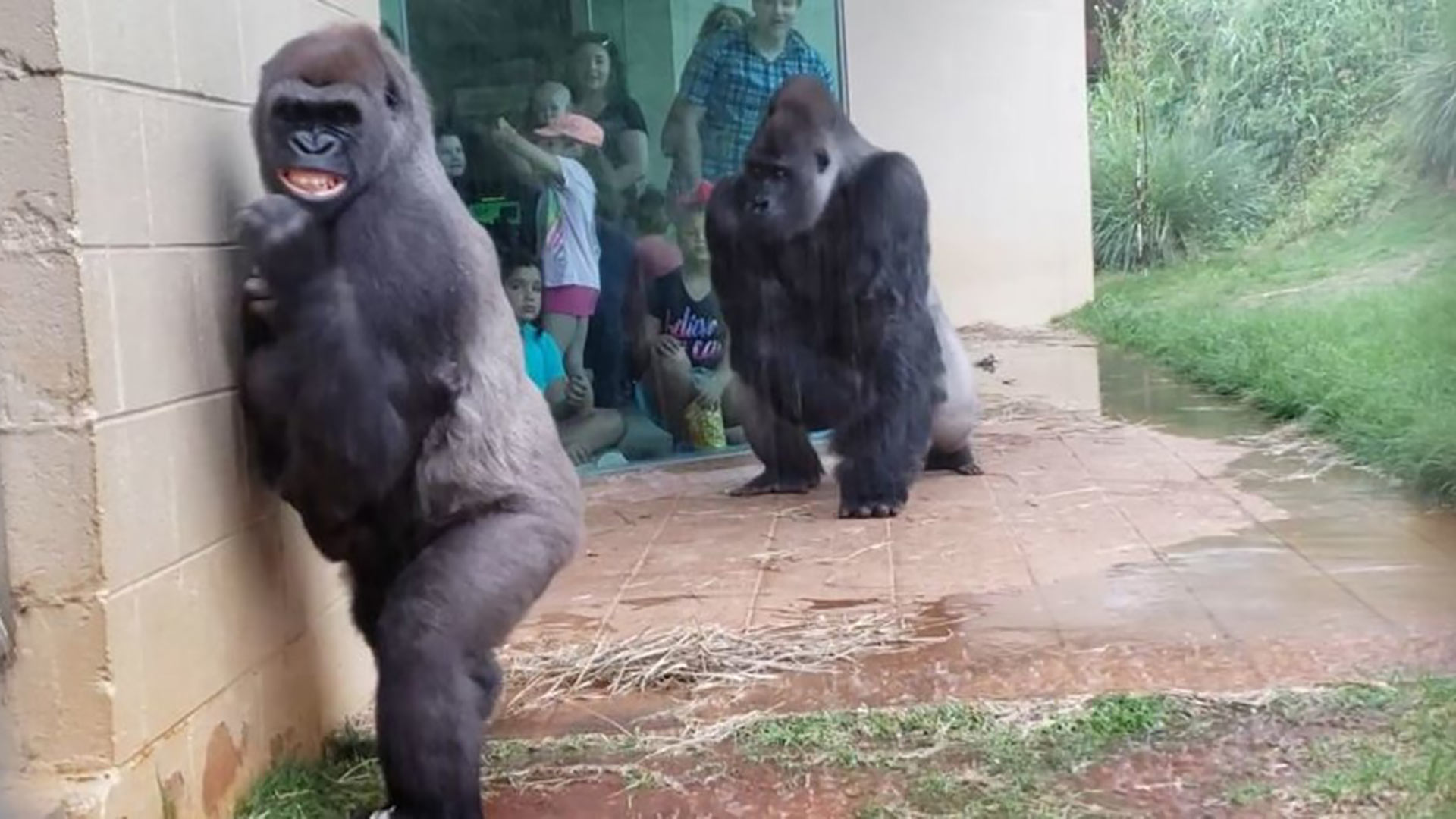 La ingeniosa y divertida huida de unos gorilas de la lluvia en un zoo se hace viral