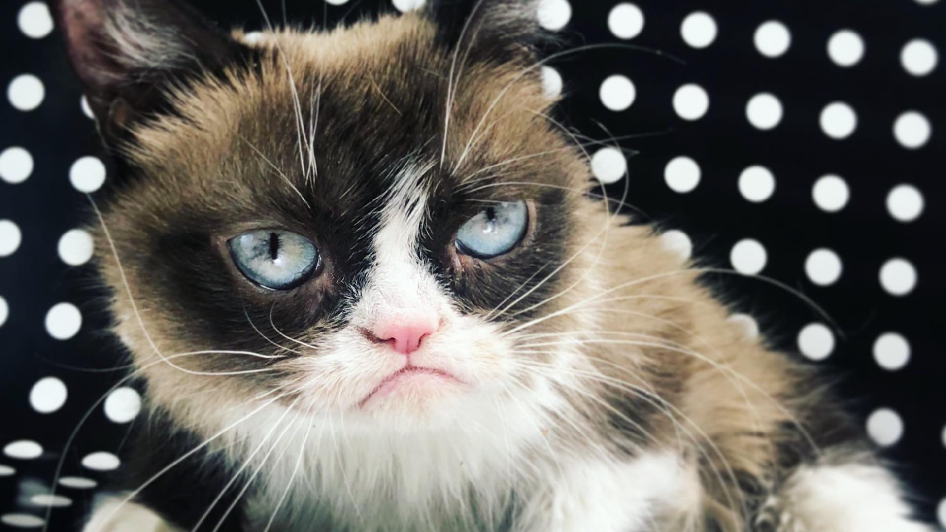 Muere Grumpy Cat, la gata más famosa de Internet