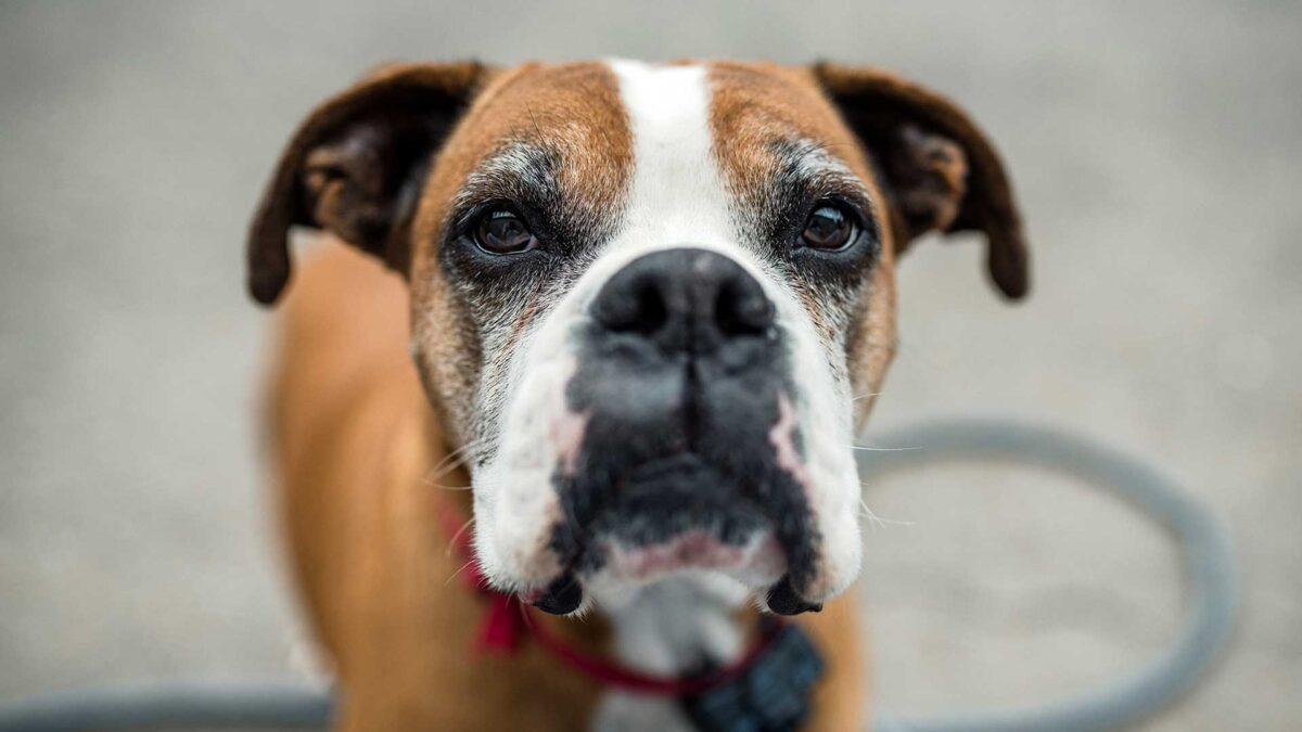 ¿Puede un perro sufrir Alzheimer?