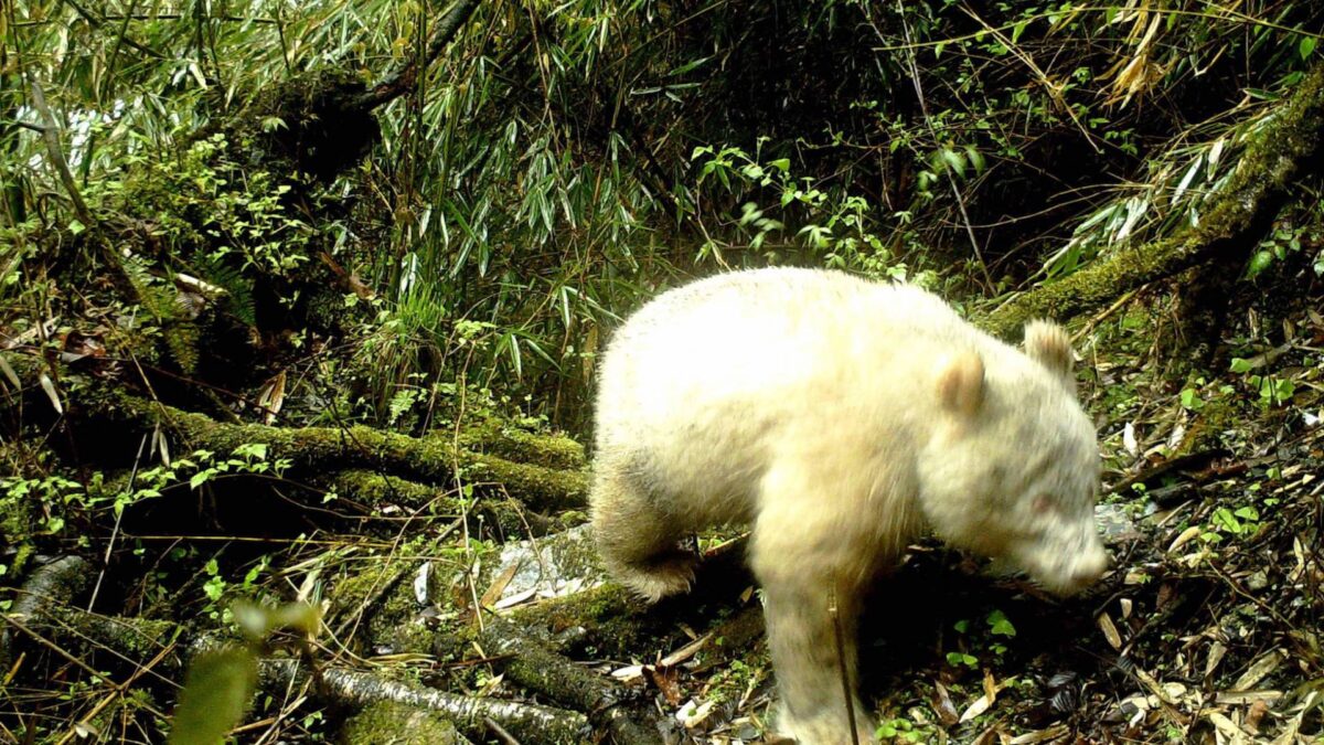 Un ejemplar de oso panda albino, captado por primera vez en una reserva de China