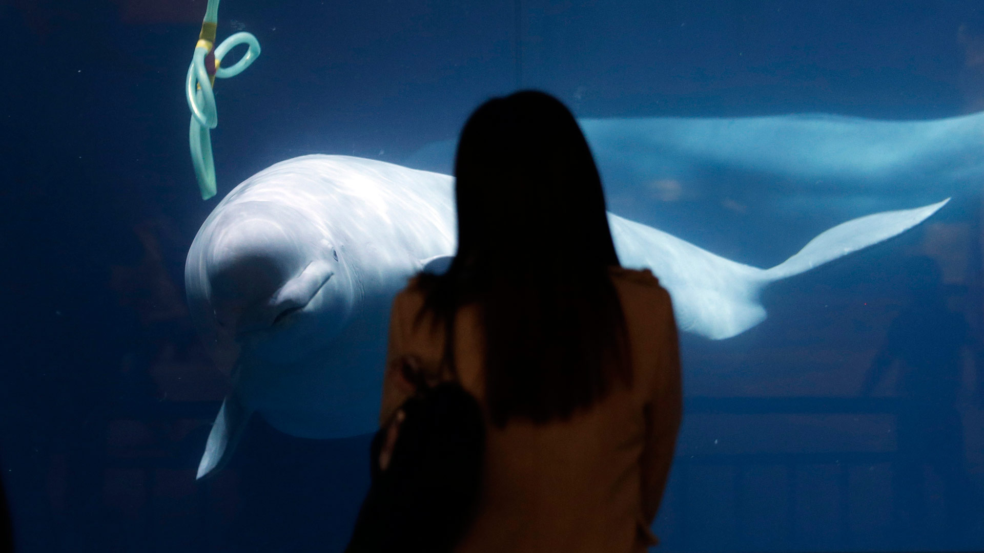Canadá prohibe la captura y cría de ballenas y delfines