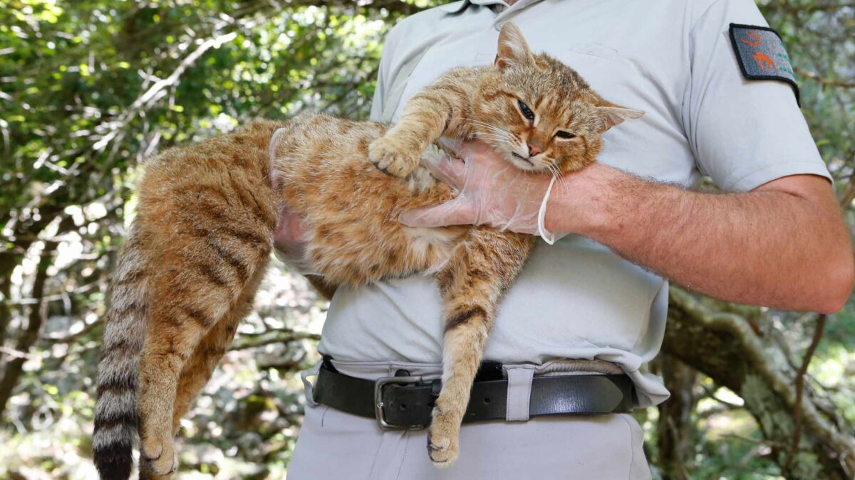 El gato-zorro podría ser considerado como una nueva especie hasta ahora desconocida