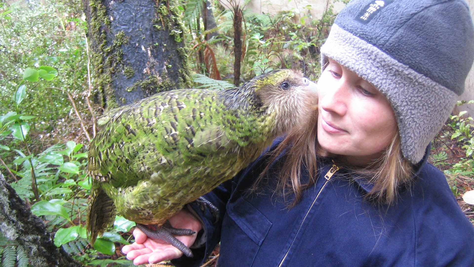 El kakapo, el loro más gordo del mundo, en peligro de extinción por un hongo