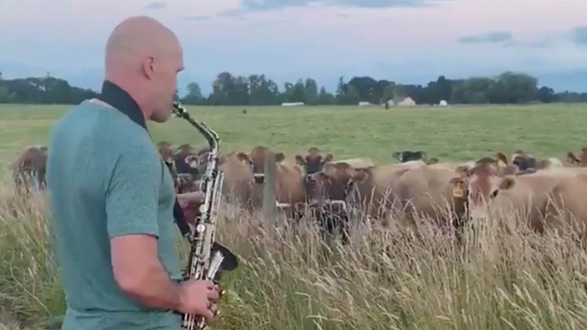 El vídeo viral de un hombre tocando el saxofón a unas vacas