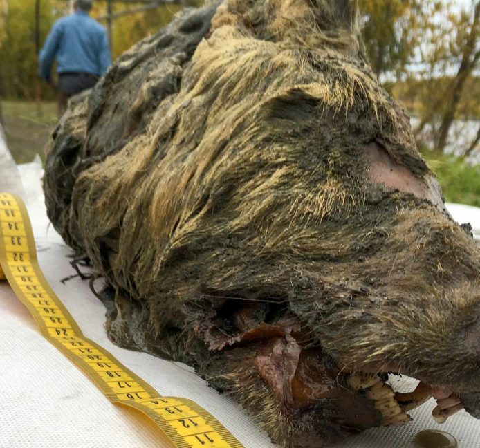 Hallan en Siberia una cabeza de lobo gigante de 32.000 años con el cerebro intacto