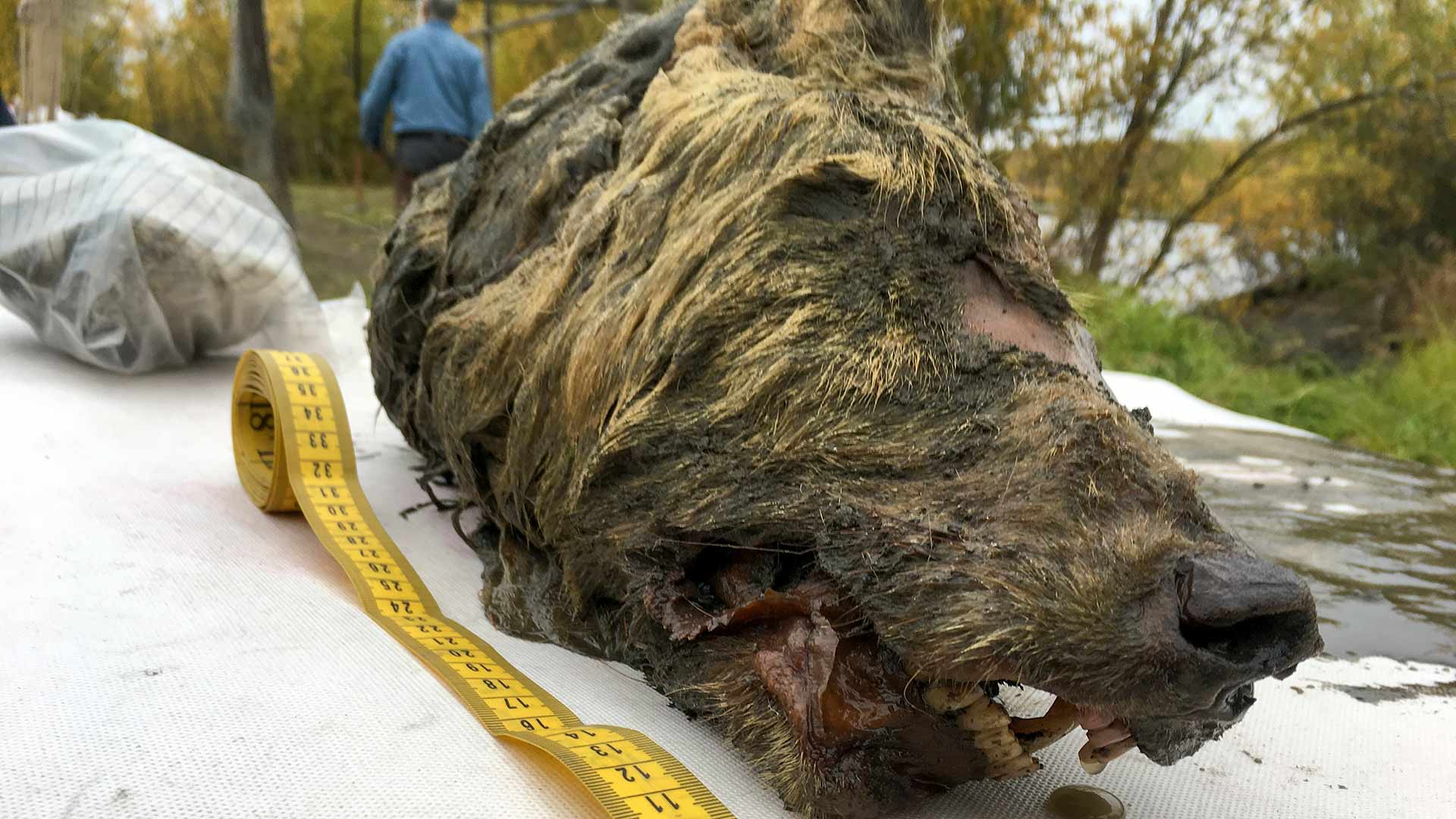 Hallan en Siberia una cabeza de lobo gigante de 32.000 años con el cerebro intacto
