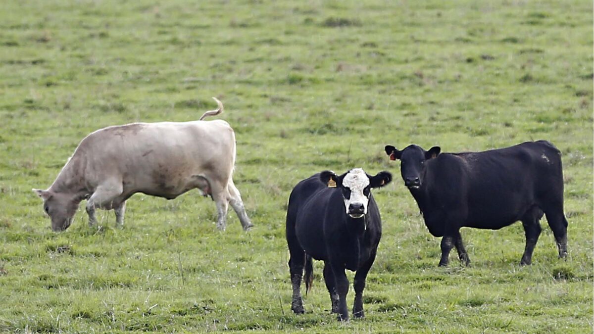 La presencia de mercurio en alimentos reduce la eficacia de los antibióticos