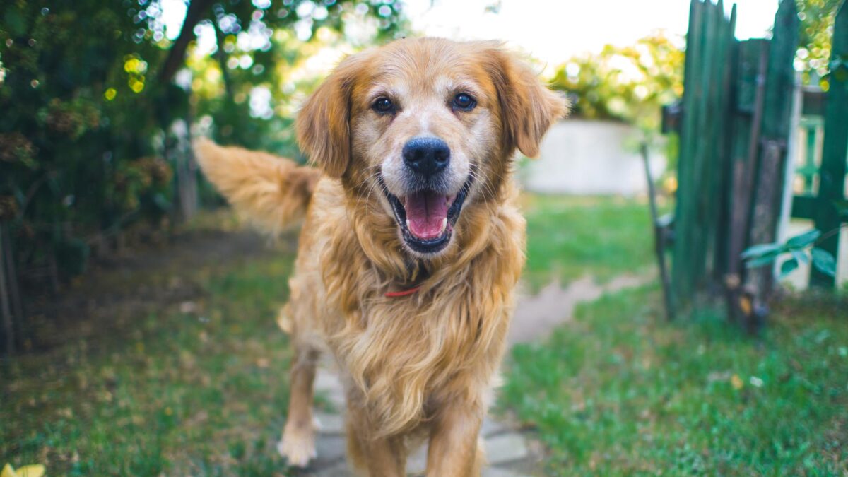 La sangre de tu perro puede salvar vidas: 14 de junio Día Mundial del Donante de Sangre