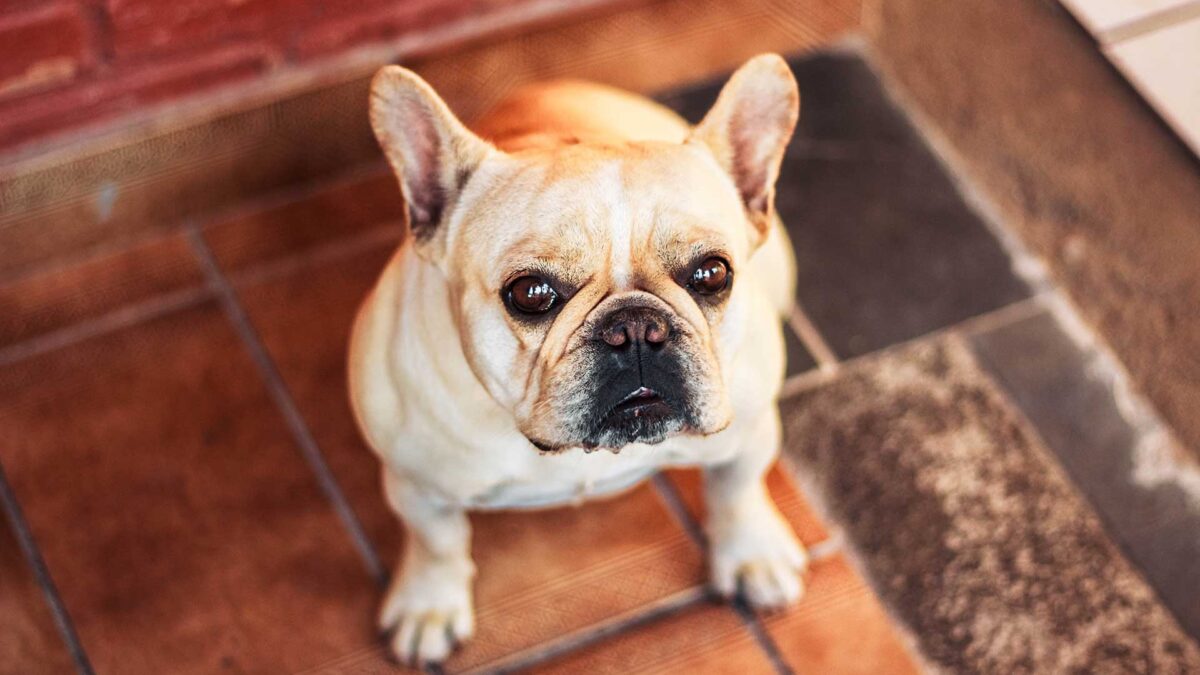 Los perros no confían en las personas cuando están enfadadas