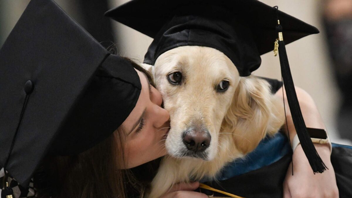 Los perros reflejan los niveles de estrés de sus dueños