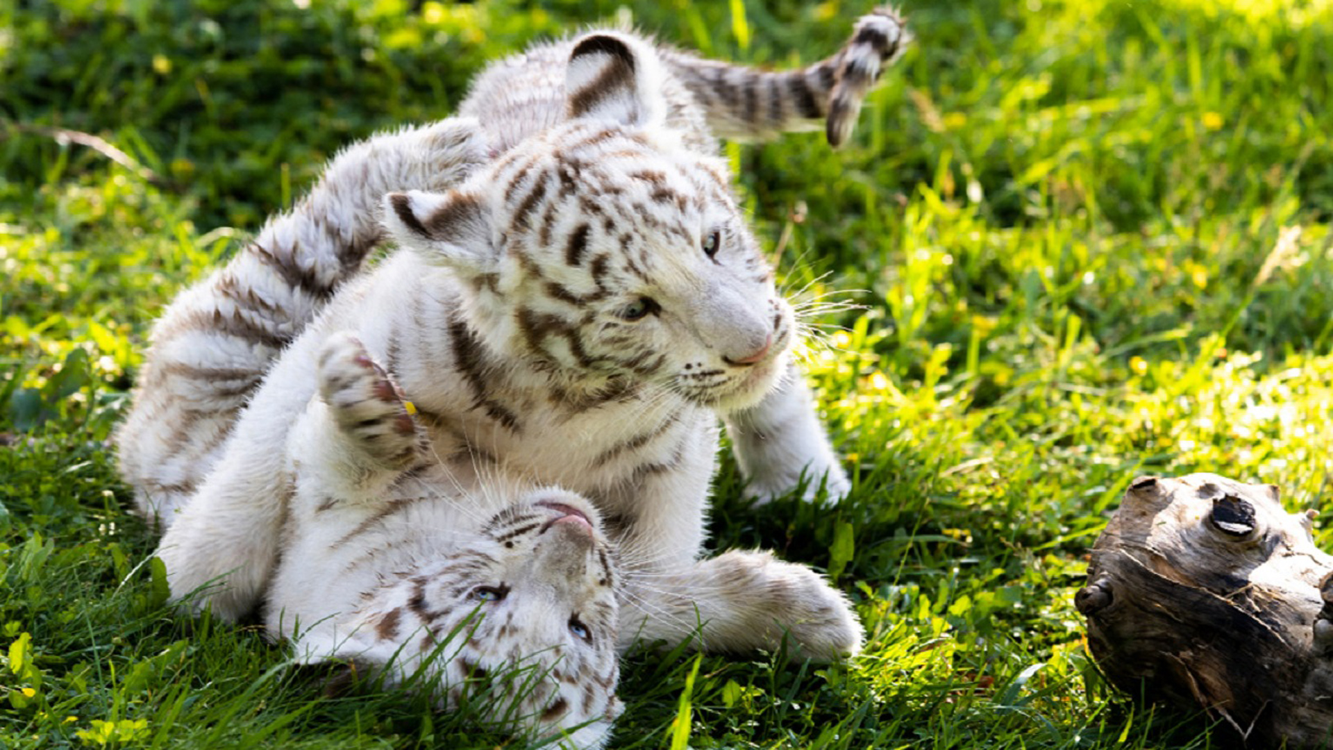 Nacen dos crías de tigre blanco en el parque Sendaviva en Navarra