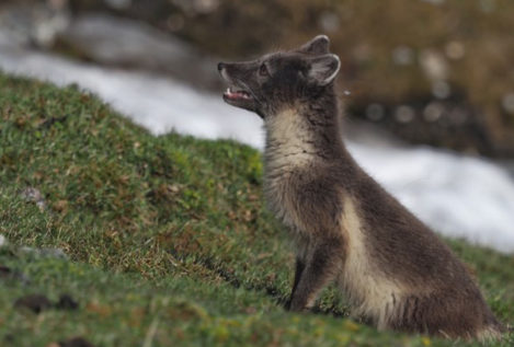 Un zorro viaja 3.500 kilómetros por el hielo desde Noruega hasta Canadá