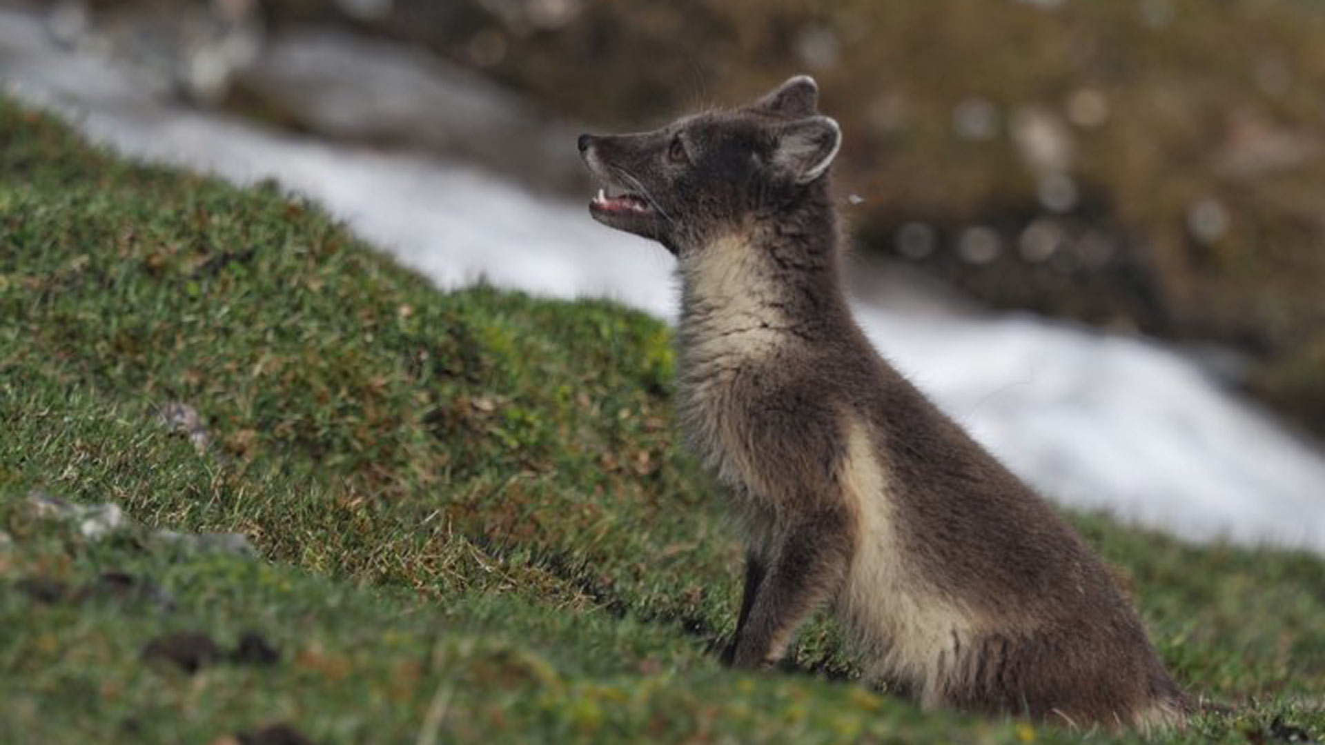 Un zorro viaja 3.500 kilómetros por el hielo desde Noruega hasta Canadá