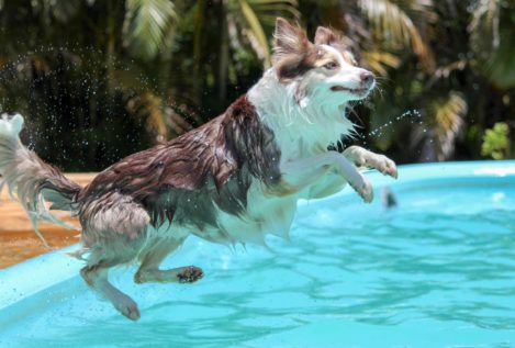 5 consejos de seguridad para nadar con tu perro