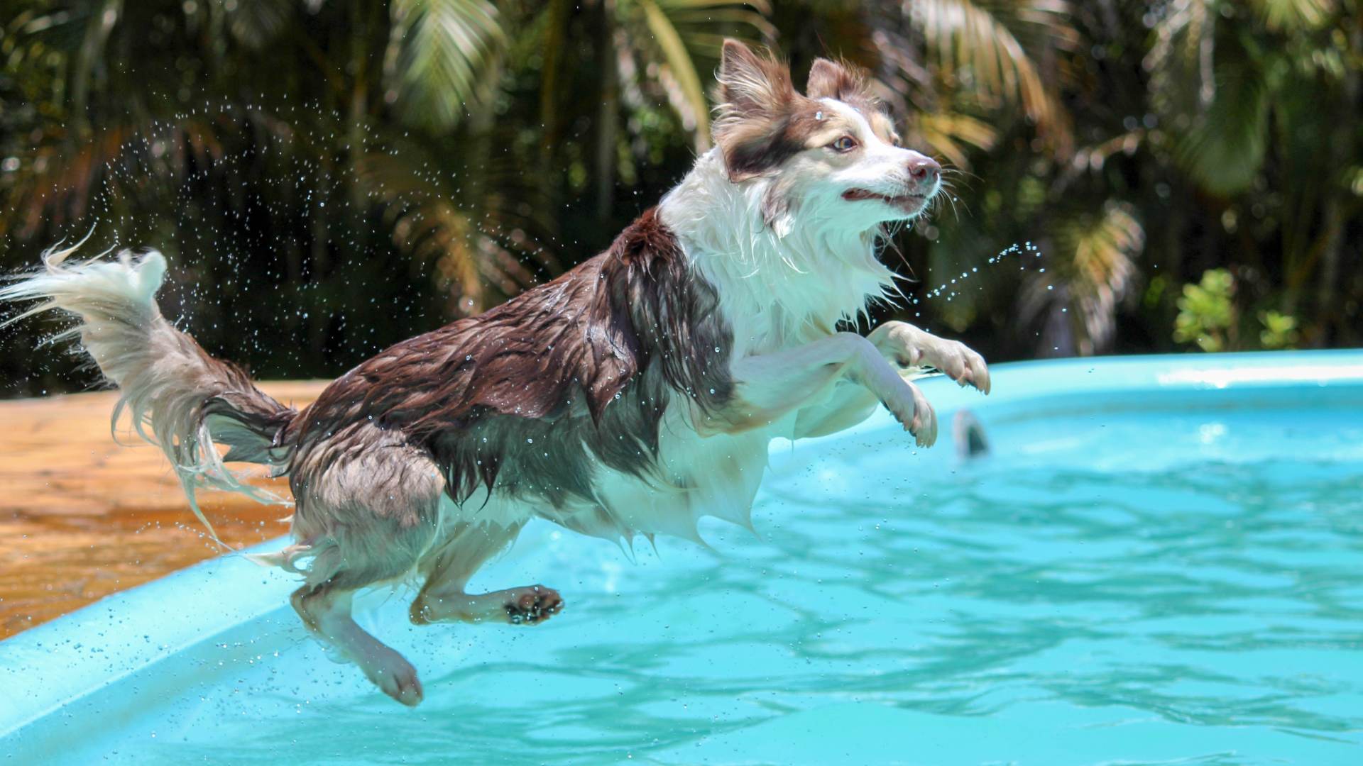 5 consejos de seguridad para nadar con tu perro