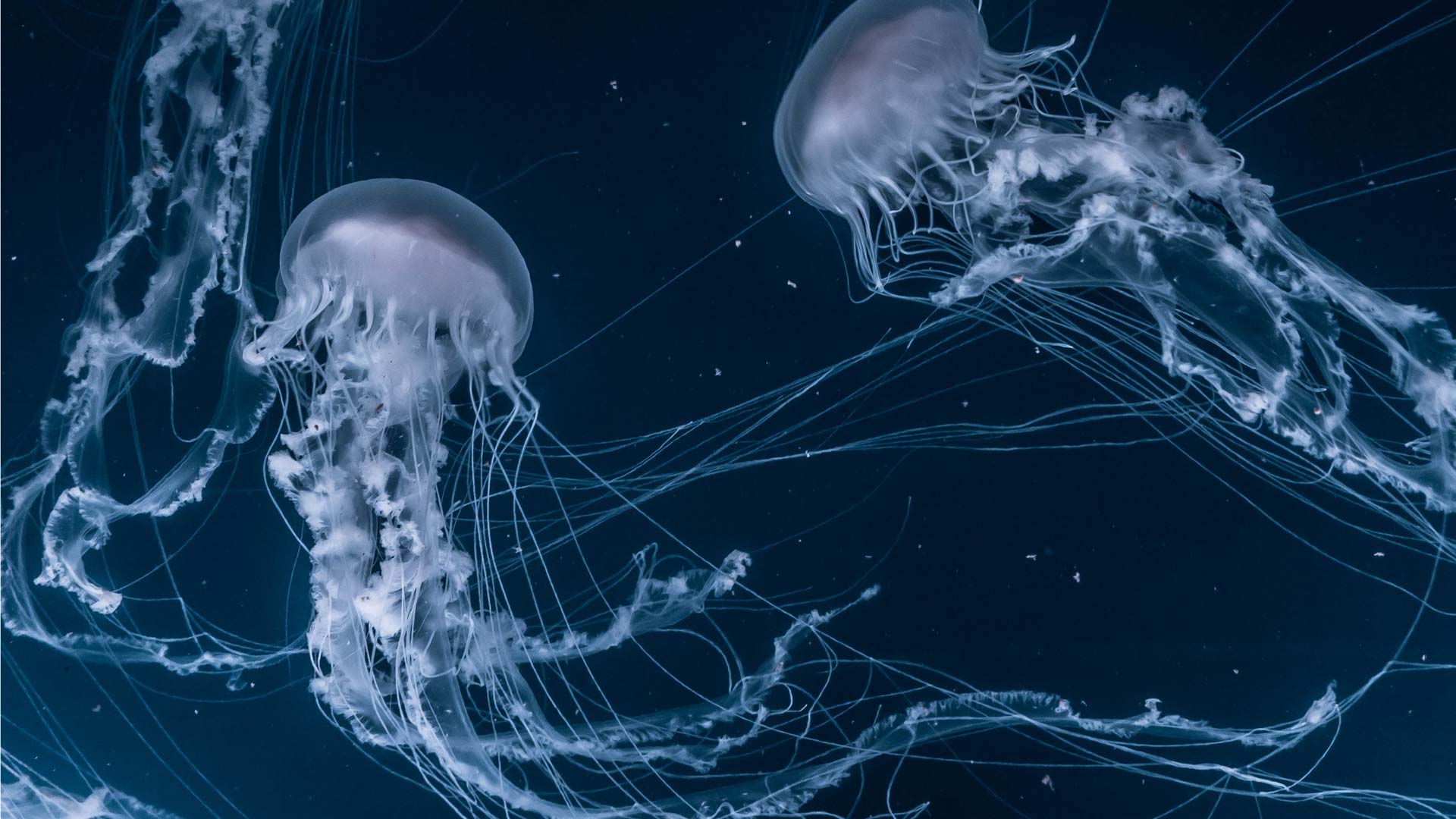 Alerta por el aumento de medusas en España, incluidas las especies invasoras