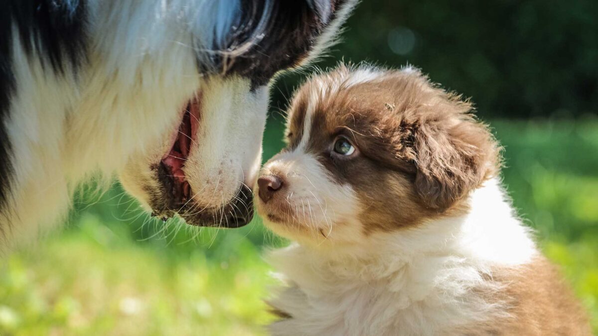 Bancos de esperma para perros: La reproducción asistida no es solo cosa de humanos