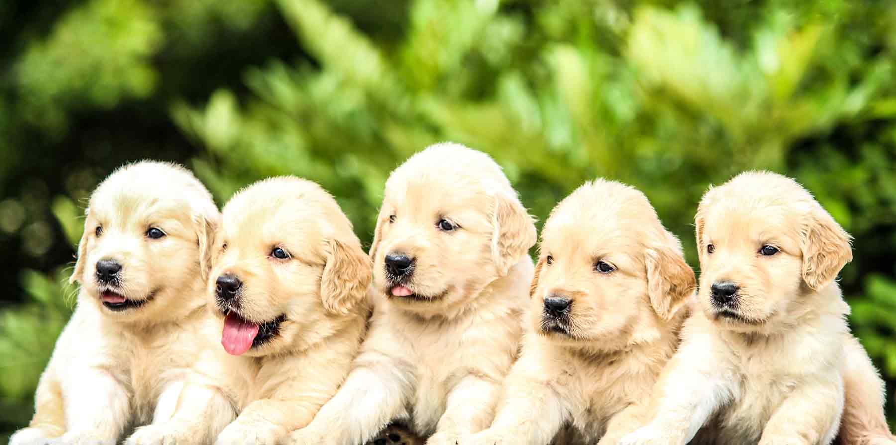 Bancos de esperma para perros: La reproducción asistida no es solo cosa de humanos 2