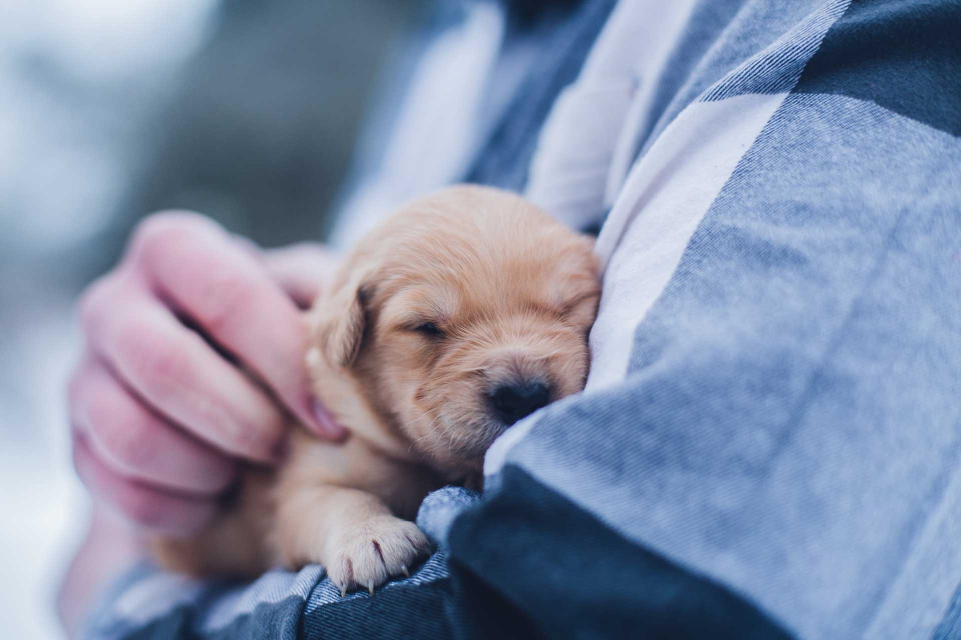 Templado Varios muy agradable Bancos de esperma para perros: La reproducción asistida no es solo cosa de  humanos | The Objective