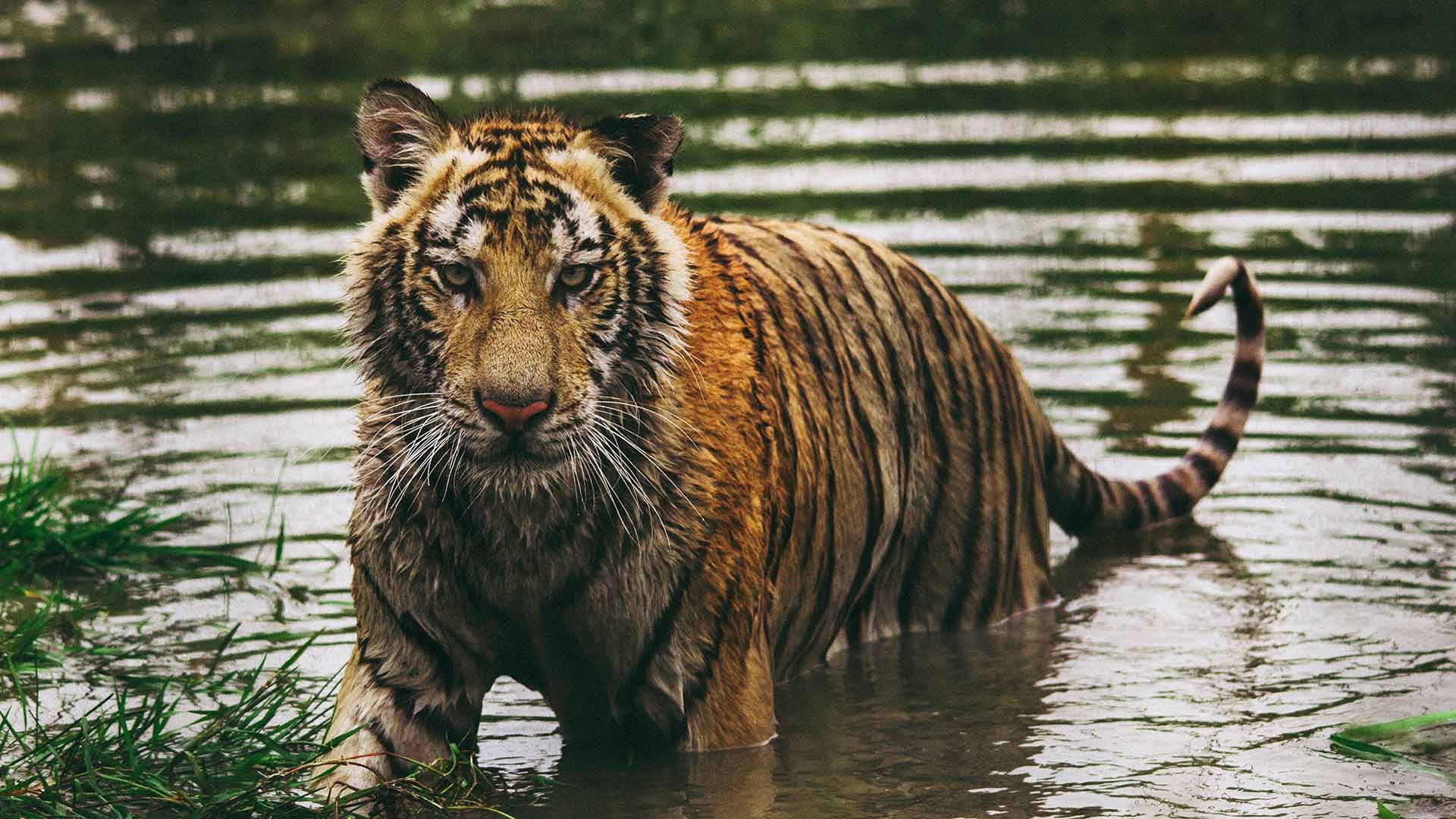 Con casi 3.000 tigres, India duplica los ejemplares de esta especie en peligro